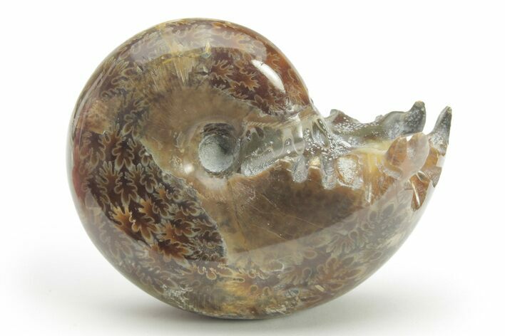 Polished Agatized Ammonite (Phylloceras?) Fossil - Madagascar #220405